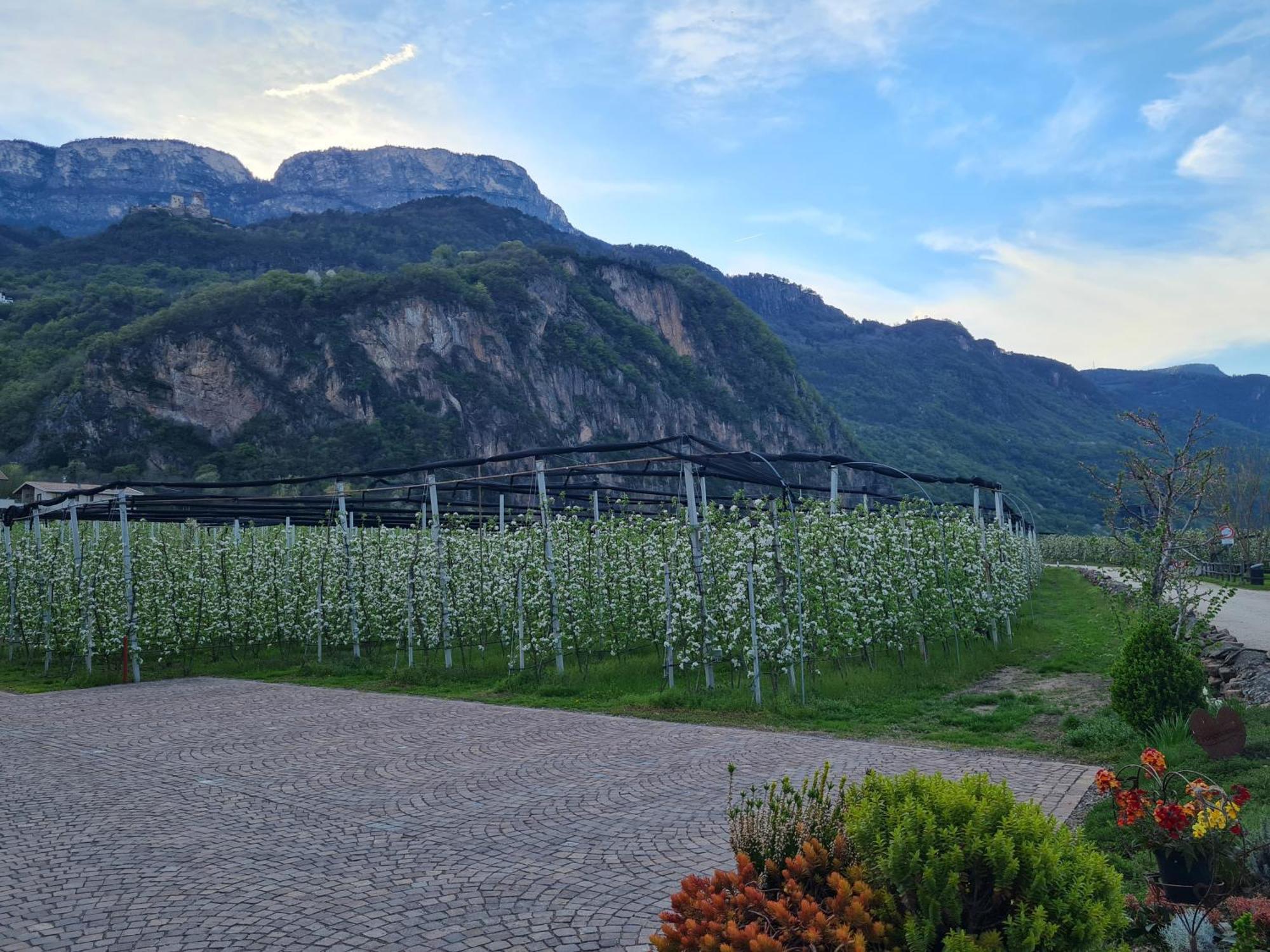 Villa Versigglhof à Appiano Sulla Strada Del Vino Extérieur photo